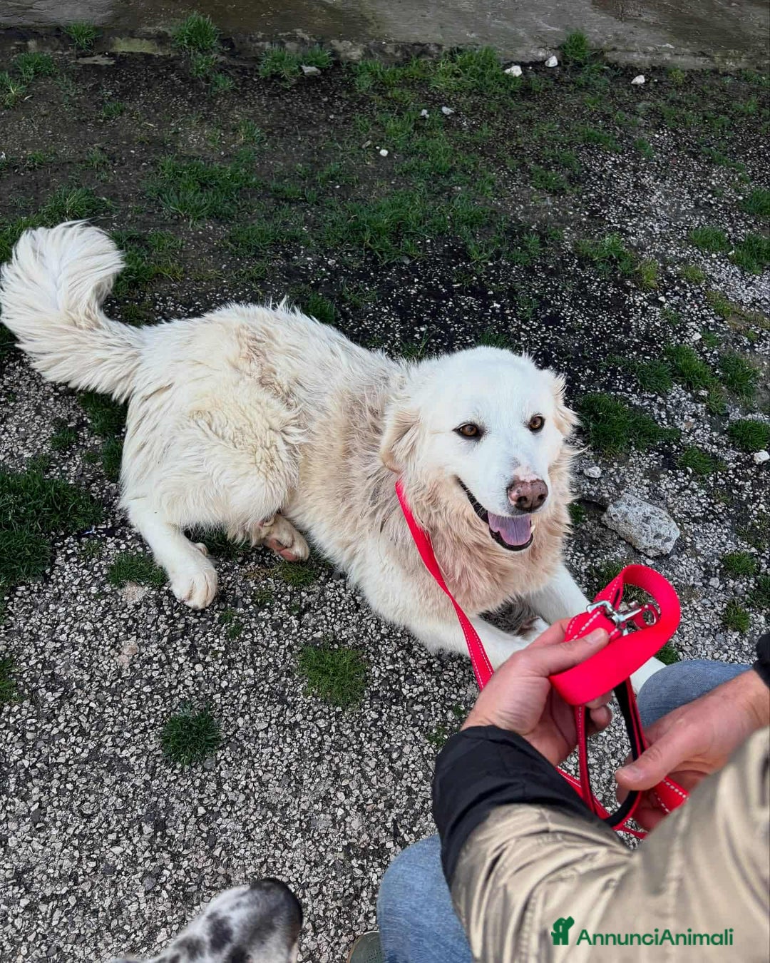 Meticcio cani in regalo: MEREDITH, cucciolona infinitamente dolce - Annuncio 7
