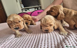 Cocker cani in vendita: Cuccioli cocker Spaniel inglese - Immagine 6