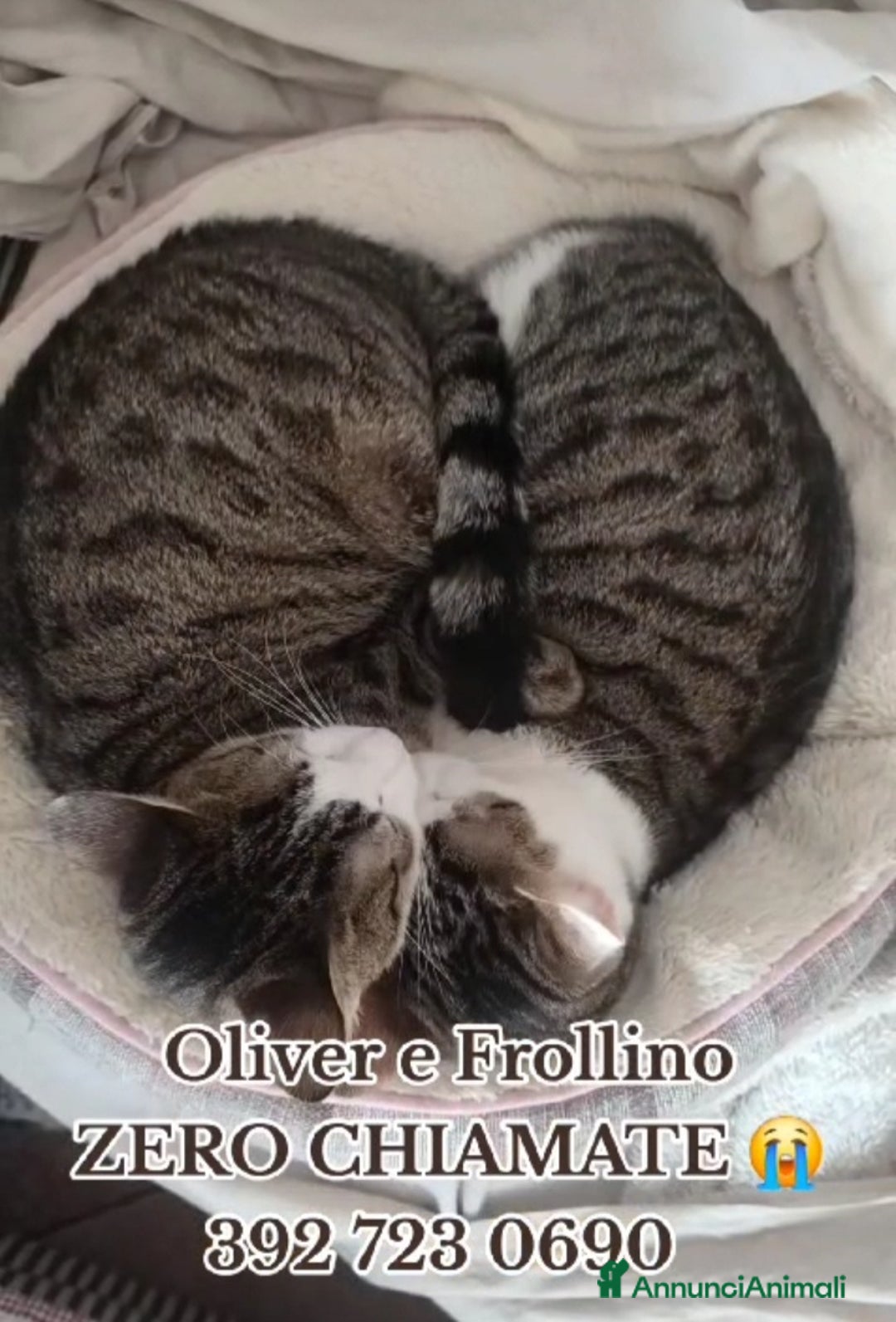 Europeo gatti in regalo: 2mici meravigliosi ed inseparabili. ROMA SOS CASA a Città metropolitana di Milano - Annuncio 3