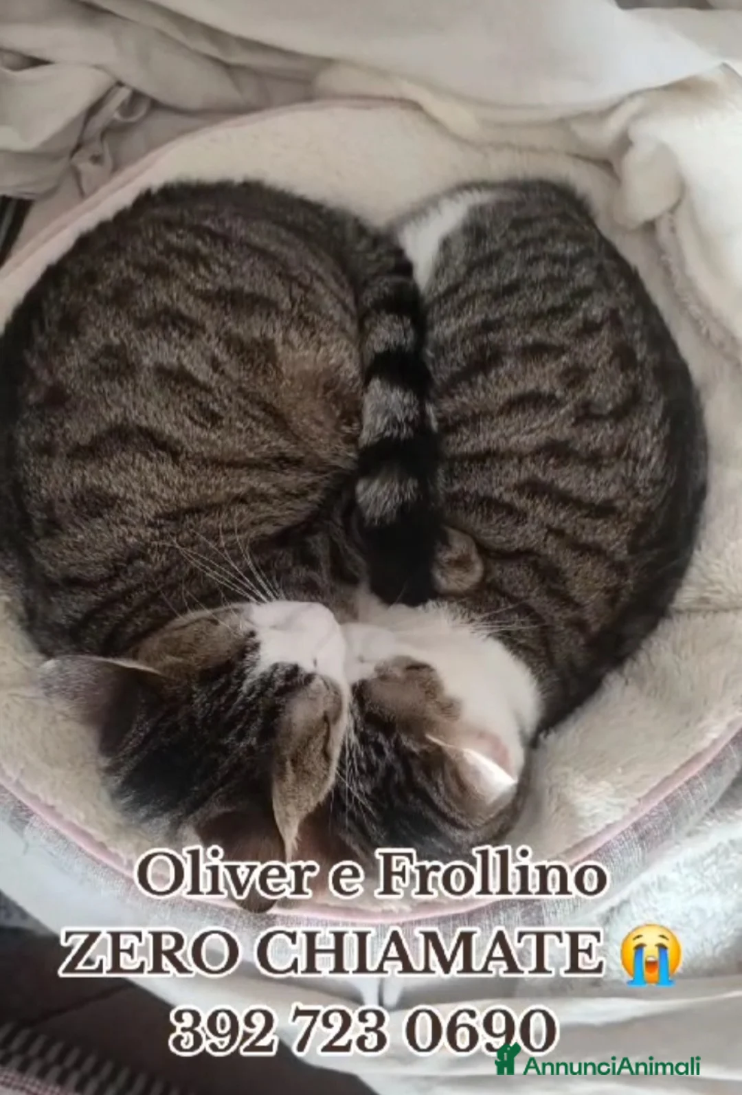 Europeo gatti in regalo: 2mici meravigliosi ed inseparabili. ROMA SOS CASA a Città metropolitana di Milano - Annuncio 3