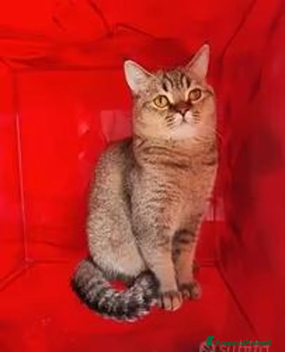 Scottish gatti in vendita: Cucciolo Scottish straight pedigree ENFI - Annuncio 2