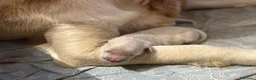 Golden Retriever cani in vendita: Cuccioli di Golden retriever con Pedigree ENCI  - Annuncio 4