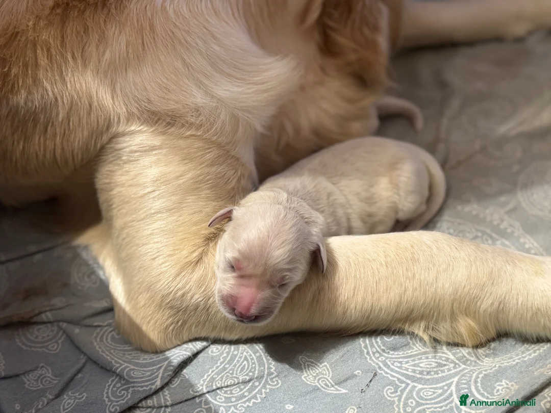 Golden Retriever cani in vendita: Cuccioli di Golden retriever con Pedigree ENCI  - Annuncio 4