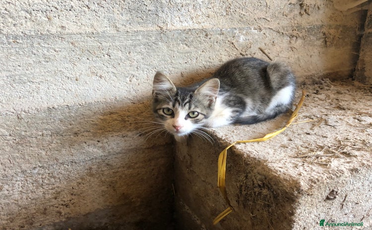 Altre razze gatti a Provincia di Cuneo - Annuncio 4