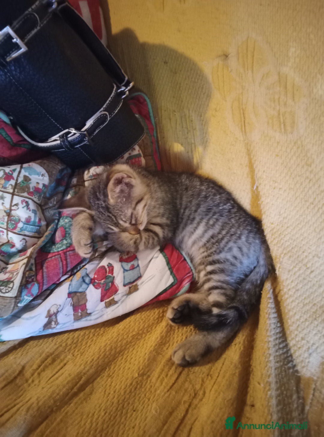 Altre razze gatti in regalo: Gatti e gatte di 2 mesi a Provincia di Pisa - Immagine 6