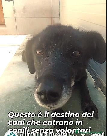 Meticcio cani MIRTILLA IN CANILE DAL 2015 - Annuncio 7