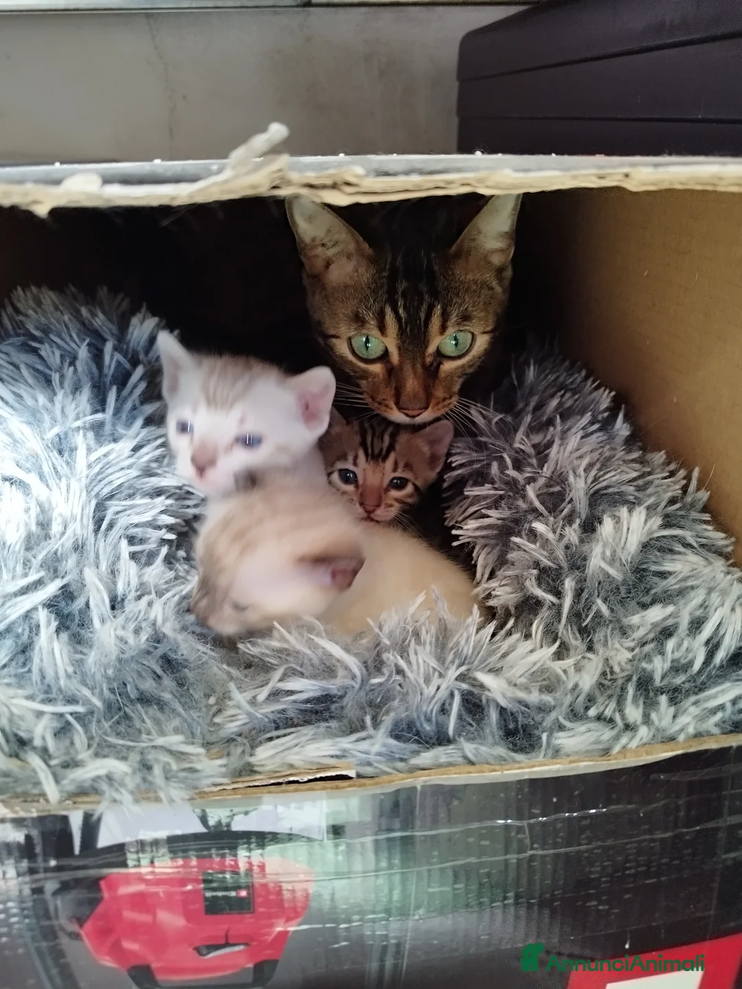 Bengala gatti in vendita: Gattini bengala a Provincia di Perugia - Annuncio 2