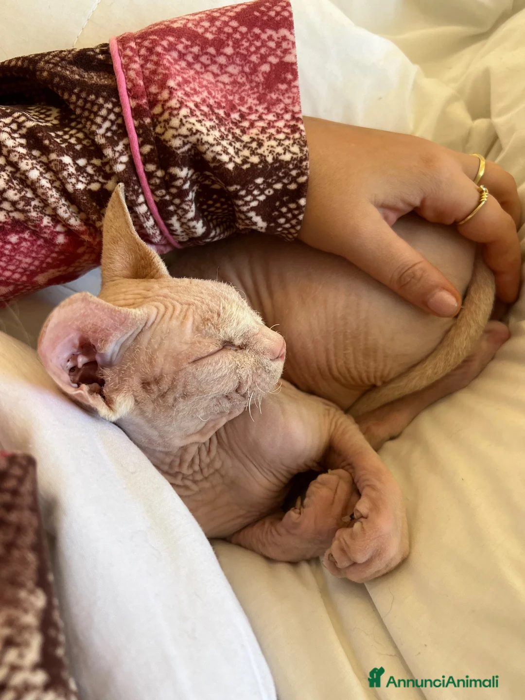 Sphynx gatti per accoppiamento: Milo cerca moglie !  - Annuncio 2