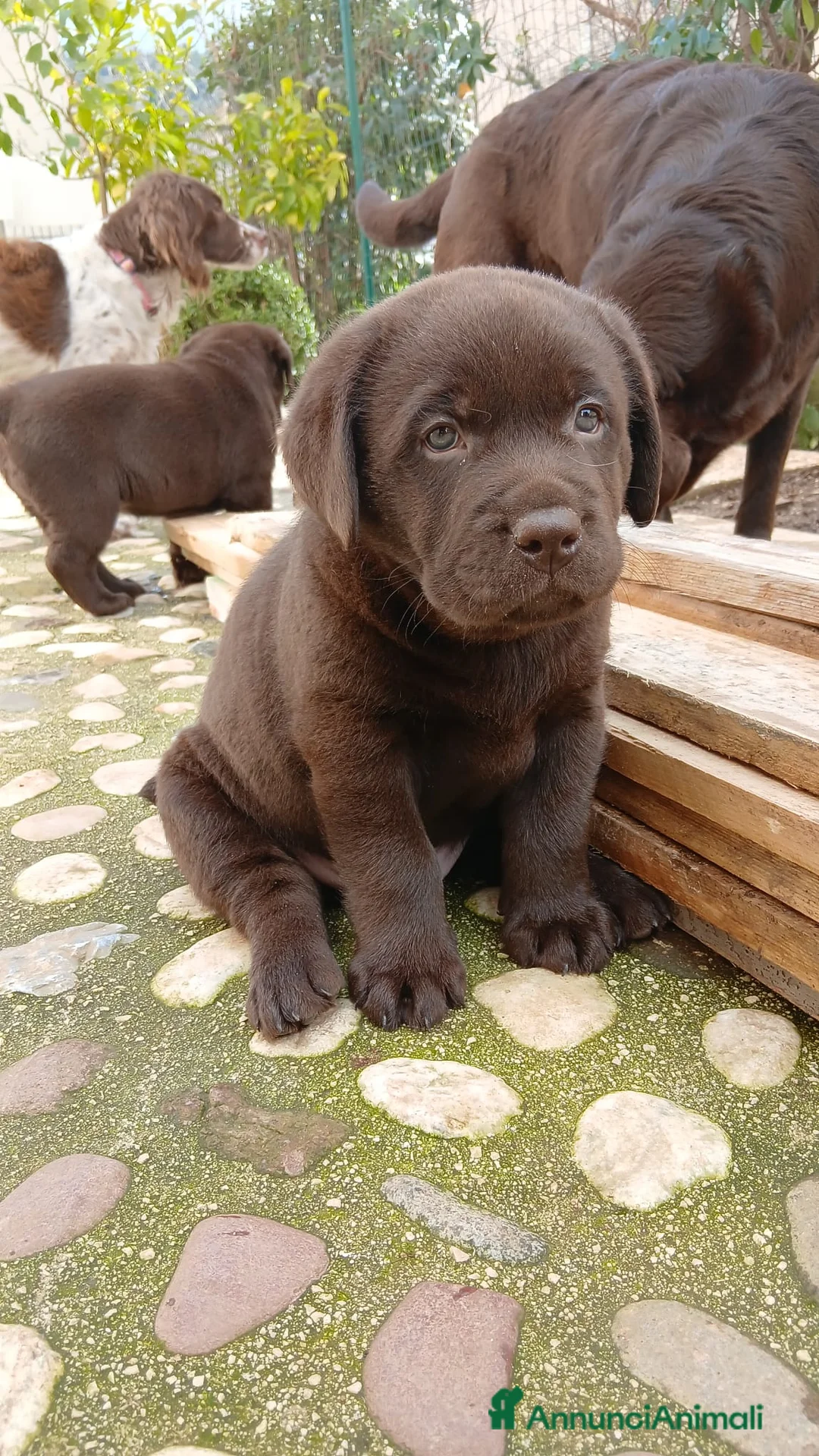 Labrador cani in vendita: Cuccioli Labrador - Annuncio 1