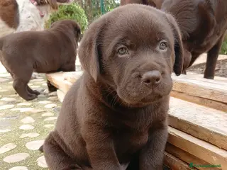 Labrador cani Cuccioli Labrador - Annuncio 1