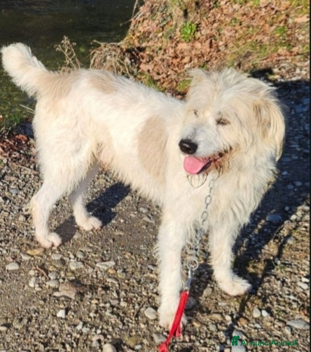 Altre razze cani in regalo: Simil Spinone 5/6anni salvato 2anni fa.NOVARA SOS a Città metropolitana di Milano - Annuncio 2