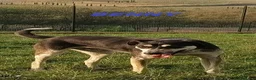 Meticcio cani in regalo: BENNY bel timidino! Gioca con la pallina - Annuncio 7