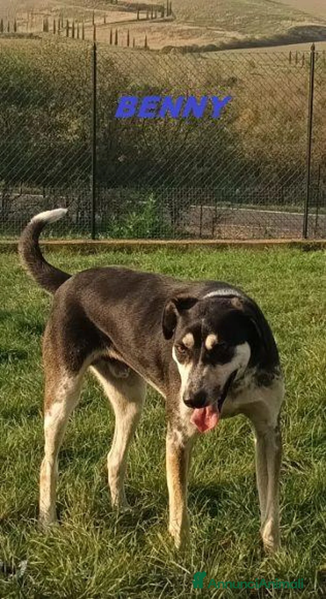 Meticcio cani in regalo: BENNY bel timidino! Gioca con la pallina - Annuncio 7