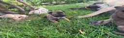Pastore Belga cani in vendita: Splendidi cuccioli Pastore Belga Malinois - Annuncio 4