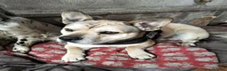 Meticcio cani in regalo: LINO 1 anno molto buono - Annuncio 1