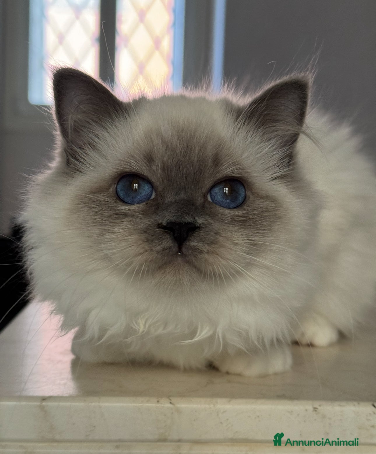 Sacro di Birmania gatti Femmina Sacro di Birmania disponibile subito - Annuncio 2