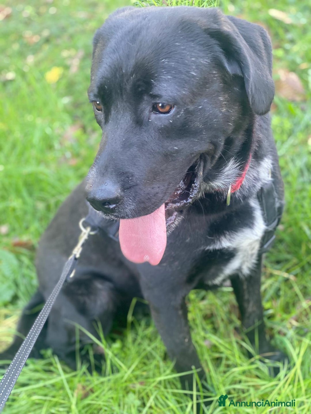 Labrador cani in regalo: Lukas labrador giovane in adozione  a Città metropolitana di Milano - Immagine 3