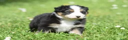 Australian Shepherd cani in vendita: AUSTRALIAN SHEPHERD a Provincia di Padova - Annuncio 25