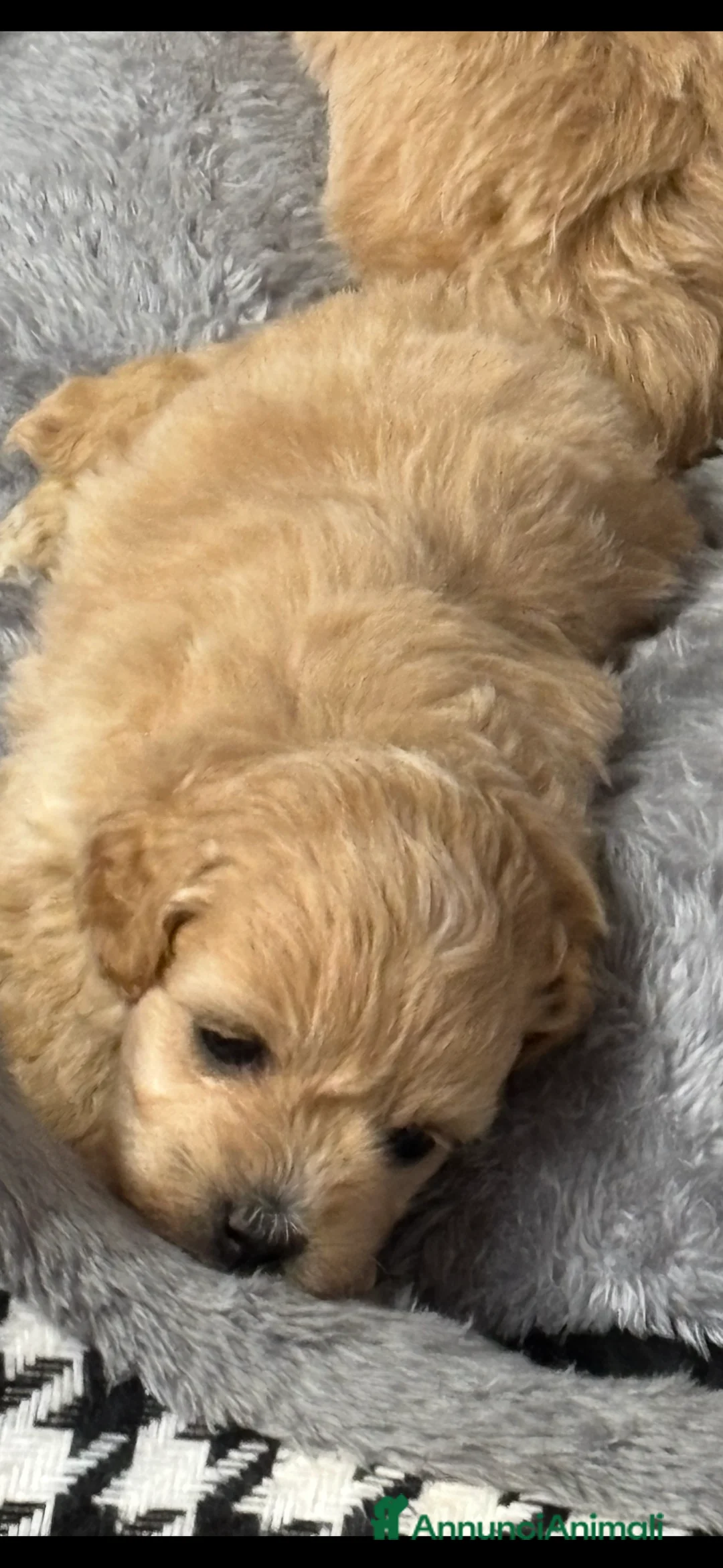 Maltipoo cani in vendita: Maltipo’toy  a Provincia di Forlì-Cesena - Annuncio 4