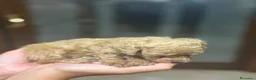 Barboncino Toy cani in vendita: barboncini toy red/albicocca a Provincia di Salerno - Annuncio 13