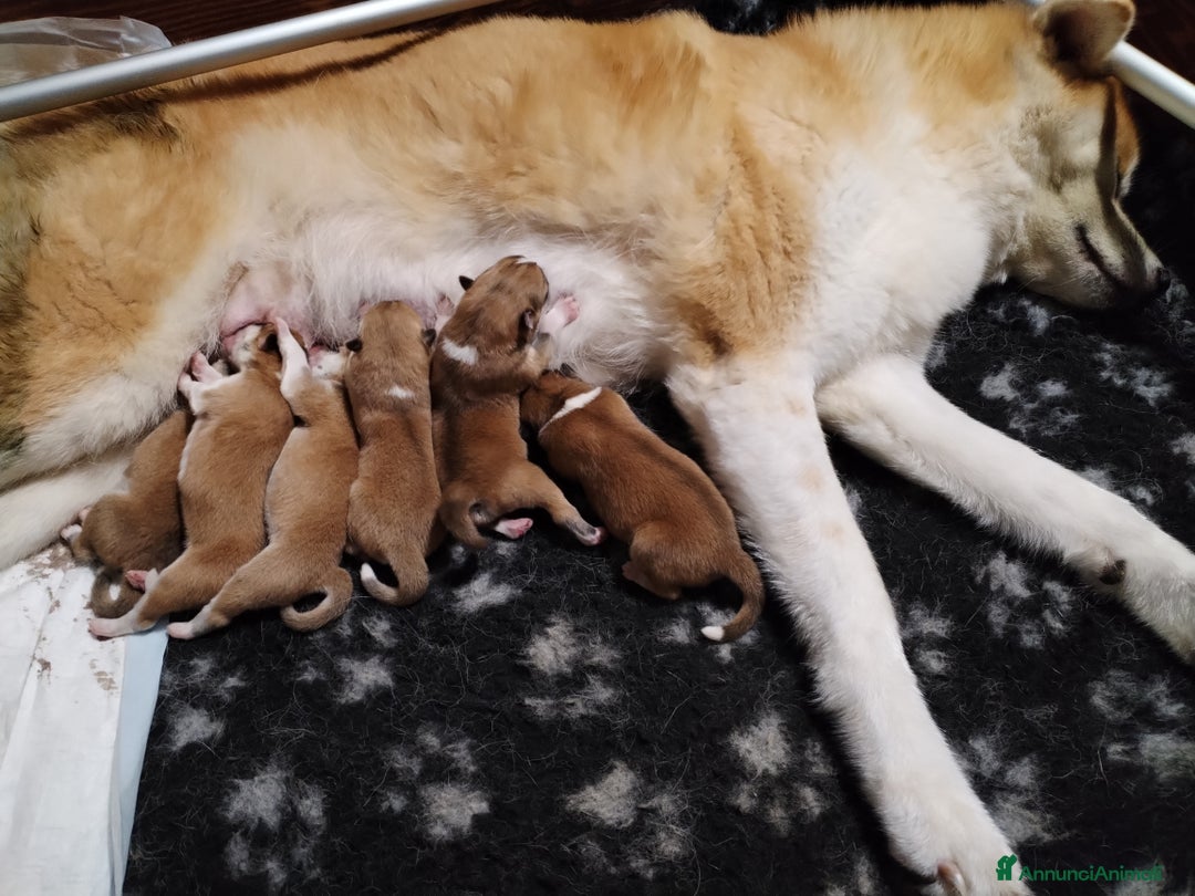 Akita Inu cani in vendita: Prenotazioni CUCCIOLI AKITA LOMBARDIA a Province of Como - Immagine 16