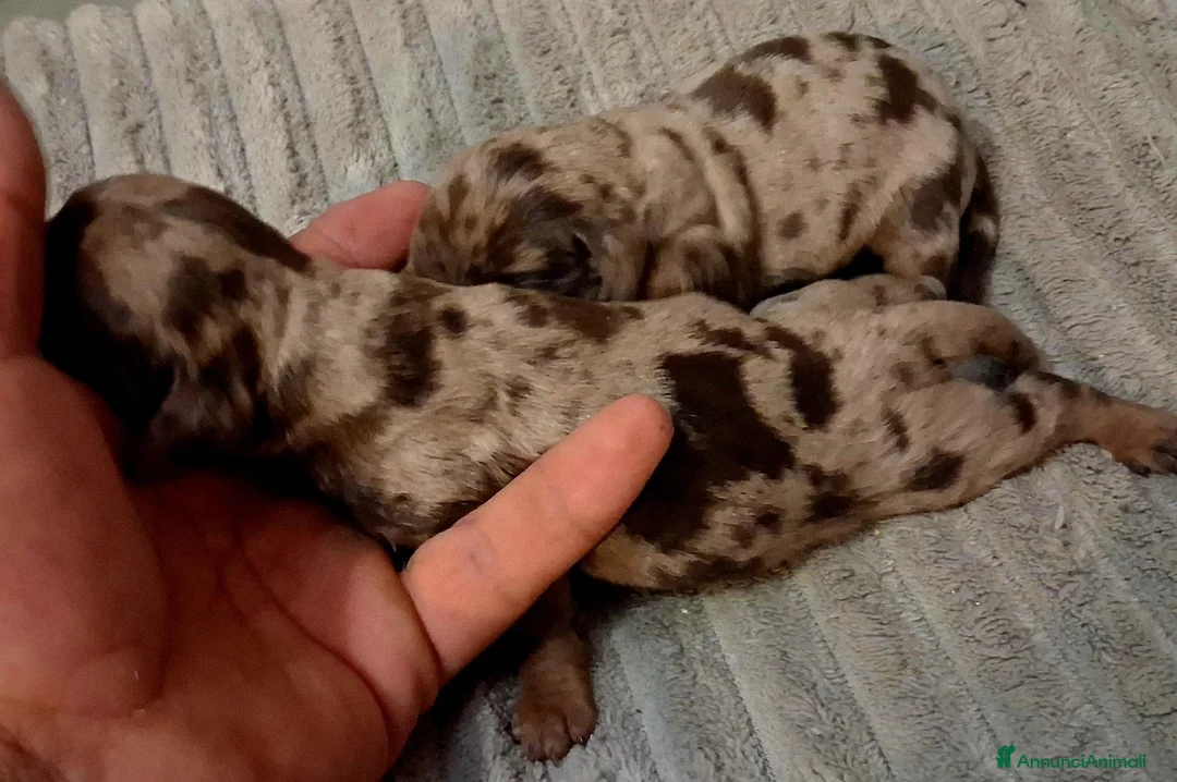 Bassotto cani in vendita: Cuccioli di bassotto di varie colorazione  - Annuncio 2