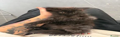 Altre razze 3