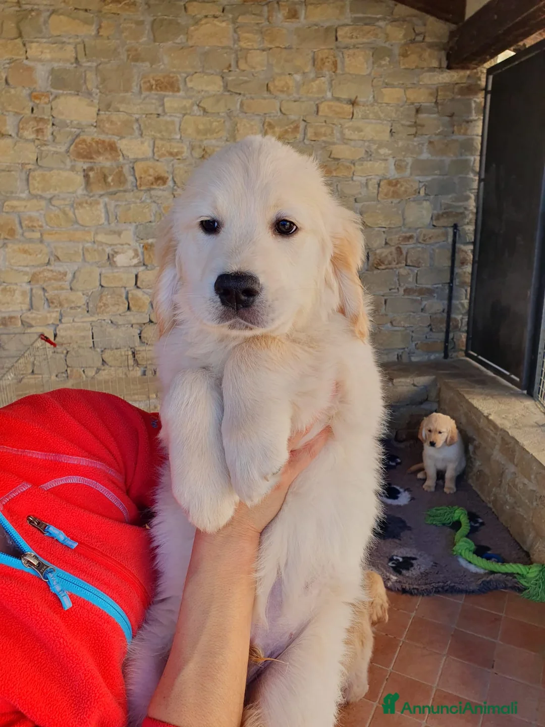 Golden Retriever cani in vendita: Tre cuccioli disponibili  - Annuncio 9