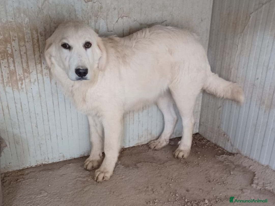 Meticcio cani in regalo: LO SPLENDIDO OSLO a Provincia autonoma di Bolzano - Alto Adige - Annuncio 1
