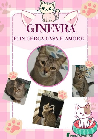 Europeo gatti a Città Metropolitana di Genova - Annuncio 2