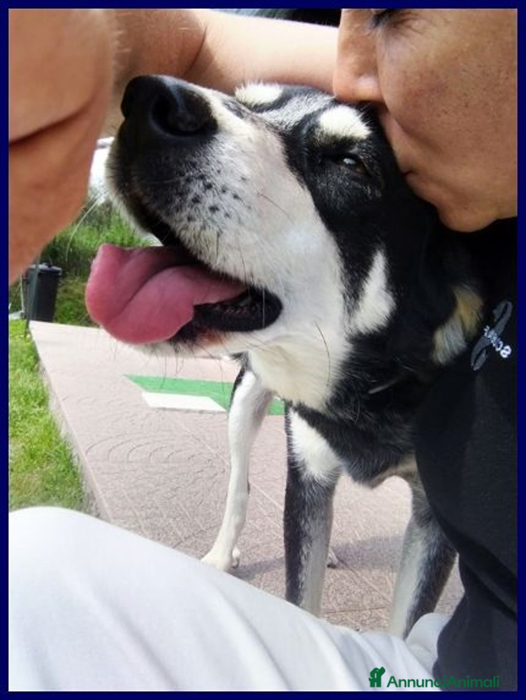 Meticcio cani in regalo: DUMBO sui 6anni buono anche coi gatti! tg media a Città metropolitana di Roma Capitale - Annuncio 1