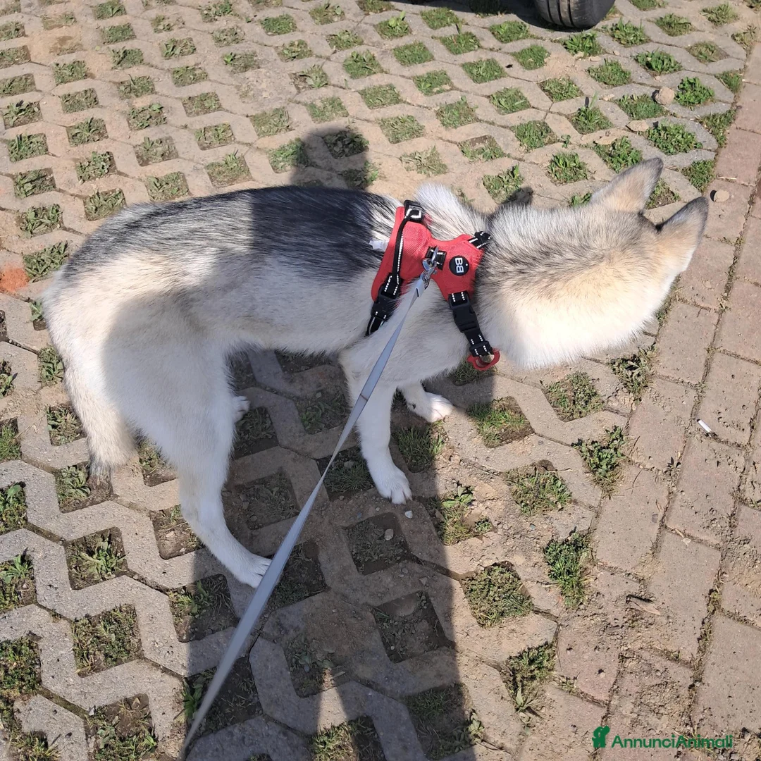 Altre razze cani in regalo: Samia a Provincia di Monza e della Brianza - Annuncio 2