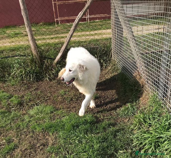 Pastore Maremmano cani BATUFFOLOSO RUSSEL, ADOZIONE DEL CUORE a Provincia di Latina - Annuncio 2