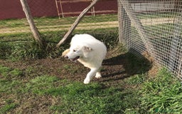 Pastore Maremmano cani in regalo: BATUFFOLOSO RUSSEL, ADOZIONE DEL CUORE a Provincia di Latina - Immagine 2
