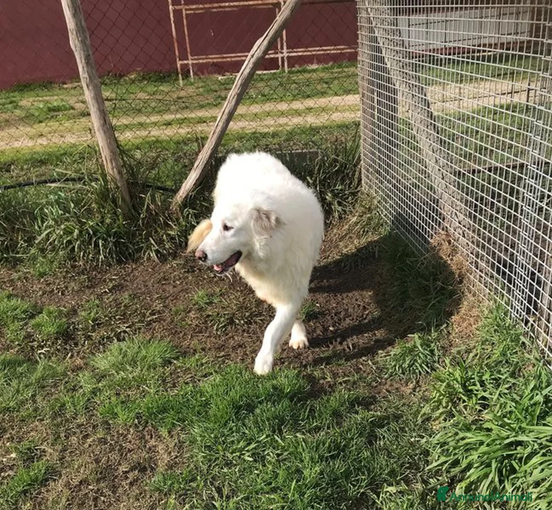 Pastore Maremmano cani in regalo: BATUFFOLOSO RUSSEL, ADOZIONE DEL CUORE a Provincia di Latina - Annuncio 2