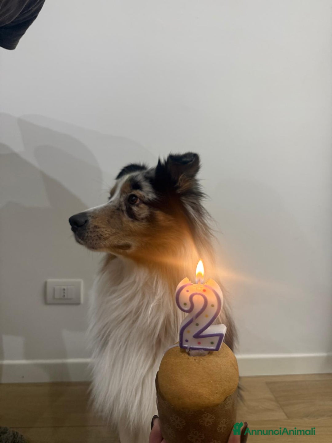 Australian Shepherd cani per accoppiamento: Floki cerca fidanzata  - Annuncio 3