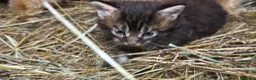 Maine Coon gatti in vendita: Cucciolo maine coon bellissimo  - Annuncio 16