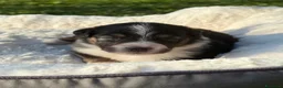 Australian Shepherd cani in vendita: Cuccioli Australian Shepherd / Pastore Australiano - Annuncio 14