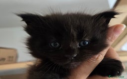 Maine Coon gatti in vendita: Ultimi 2 cuccioli maine coon pedigree Afef  - Immagine 2