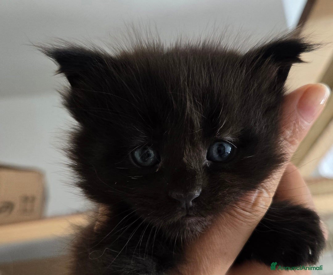 Maine Coon gatti in vendita: Ultimi 2 cuccioli maine coon pedigree Afef  - Immagine 2