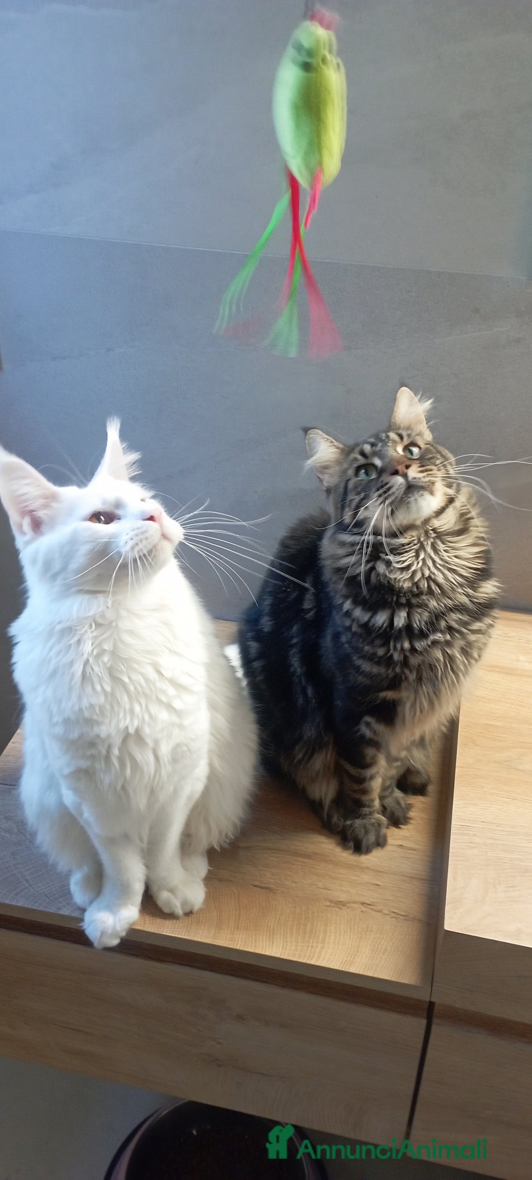 Maine Coon gatti per accoppiamento: Maine Coon per accoppiamento con pedigree - Annuncio 7