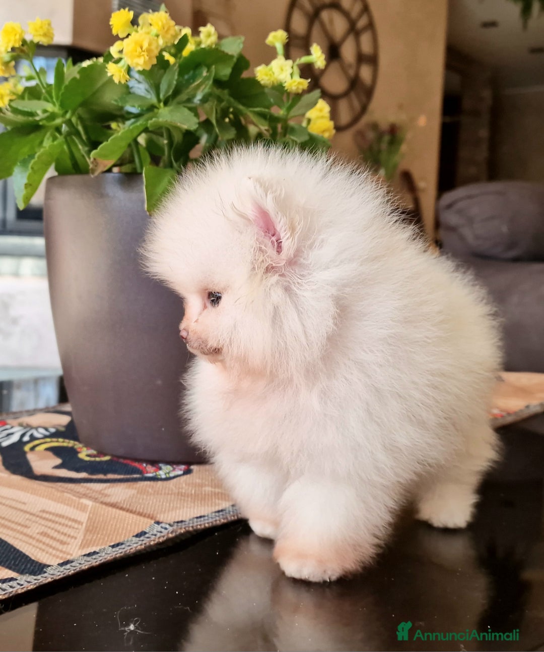 Spitz cani in vendita: Spitz tedesco NANO ( POMERANIA  ) a Provincia di Monza e della Brianza - Annuncio 17