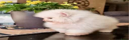 Spitz cani in vendita: Spitz tedesco NANO ( POMERANIA  ) a Provincia di Monza e della Brianza - Annuncio 17