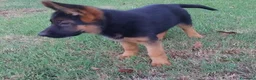 Pastore Tedesco cani in vendita: Super cucciola di Pastore Tedesco - Annuncio 2