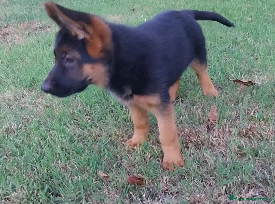 Pastore Tedesco cani in vendita: Super cucciola di Pastore Tedesco - Annuncio 2
