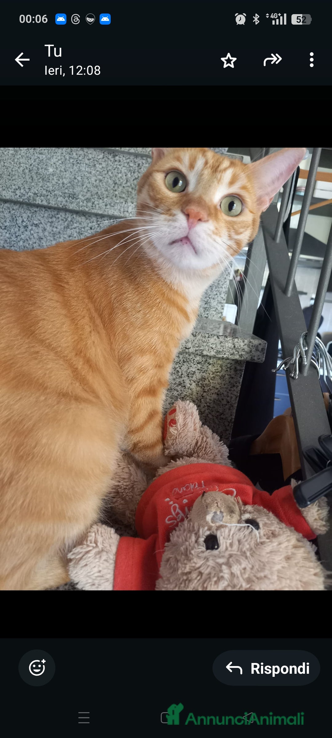 Europeo gatti Holliver Gatto Europeo arancione, 10 anni - Annuncio 2