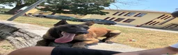 Pastore Belga cani per accoppiamento: Pastore Belga Malinois - Annuncio 5