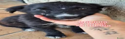 Meticcio cani in regalo: CUCCIOLI, URGENTE: TEMPO SCADUTO  - Annuncio 3