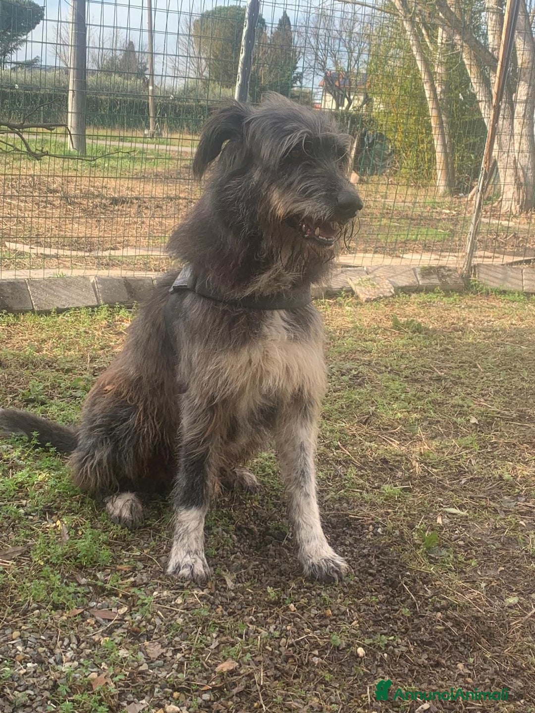 Meticcio cani in regalo: Benji un gigante affettuosissimo a Città Metropolitana di Milano - Annuncio 10