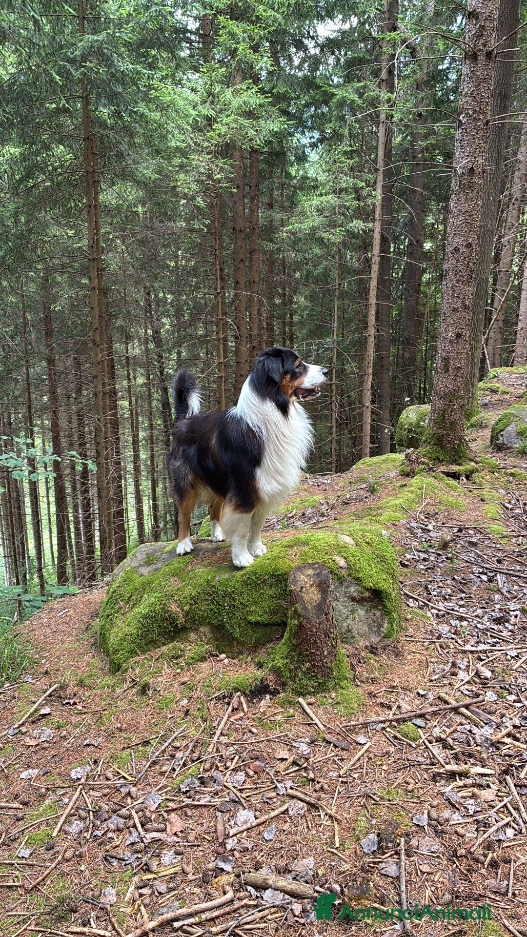 Australian Shepherd cani per accoppiamento: Disponibile per accoppiamento  - Annuncio 2